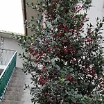 Moradia Santa Comba *