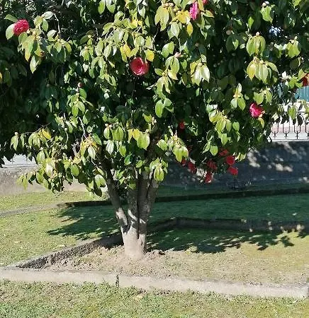Moradia Santa Comba Σπίτι διακοπών Santa Comba Dao