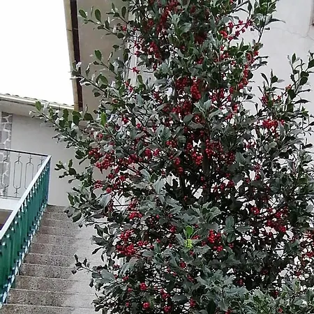 Moradia Santa Comba *