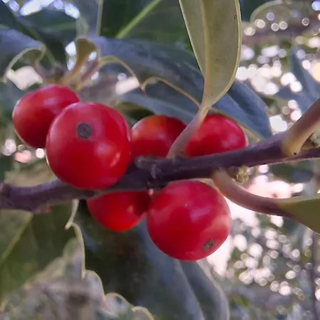 Moradia Santa Comba 펜션