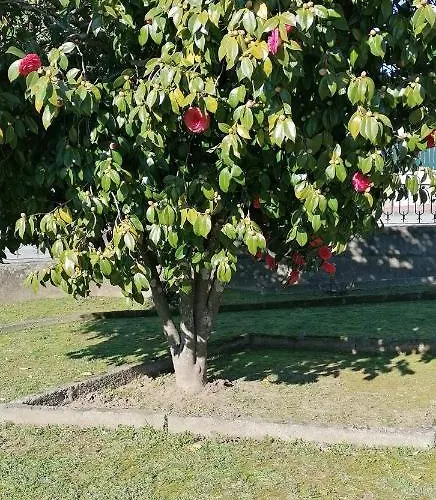 Moradia Santa Comba בית נופש סנטה קומבו דאו