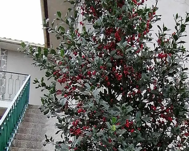 Moradia Santa Comba *