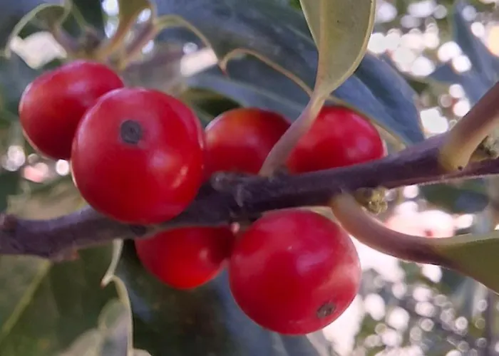 Moradia Santa Comba בית נופש